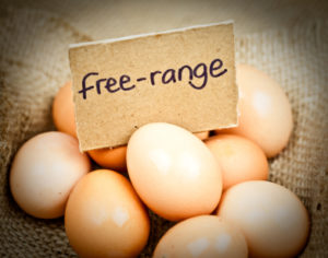 free range eggs muscle building foods