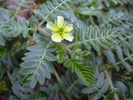 tribulus-Natural Testosterone Supplements