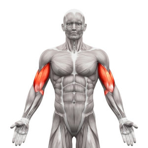 An Overview Of The Body S Major Muscles Groups