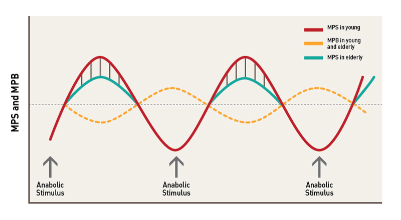  muscle building mistakes - protein synthesis 