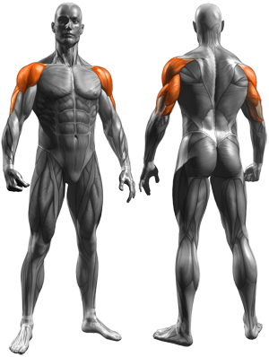 10 Best Medial Head Tricep Exercises - SET FOR SET