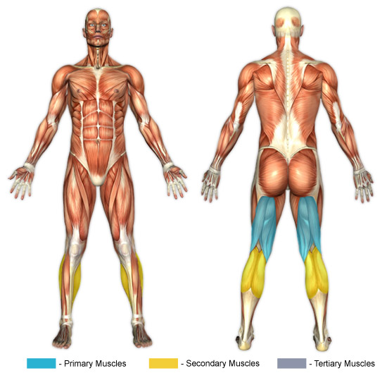 TRX Hamstring Curl