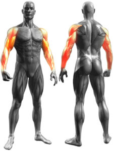 muscles used for trx bicep single arm bicep curl