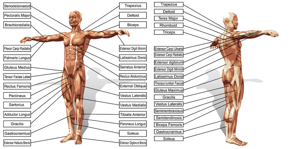 muscles of the body