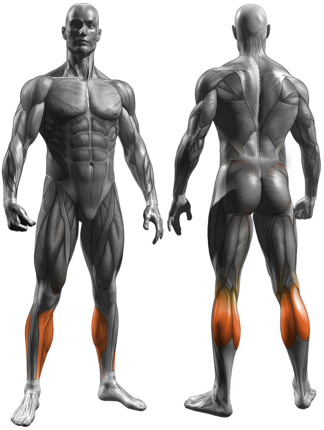 Single Leg Calf Raises Complete Form Guide and Video Tutorial