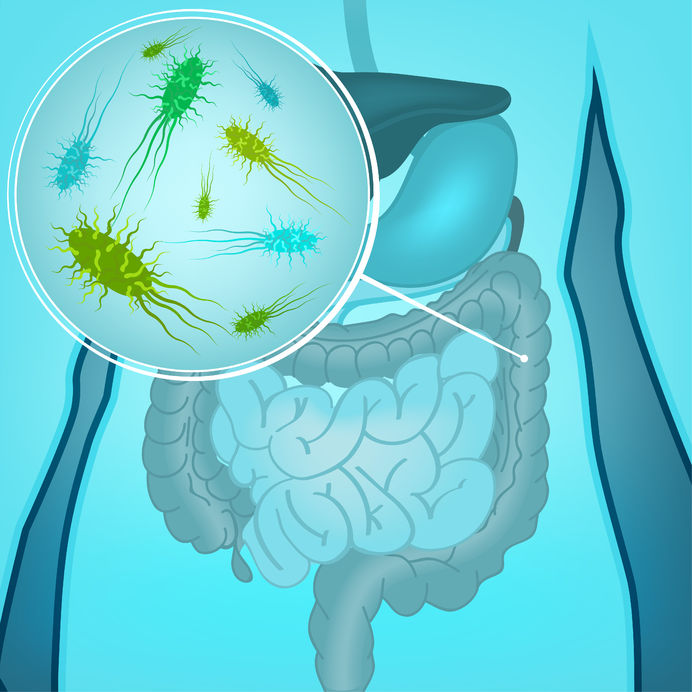 gut bacteria probiotics for men