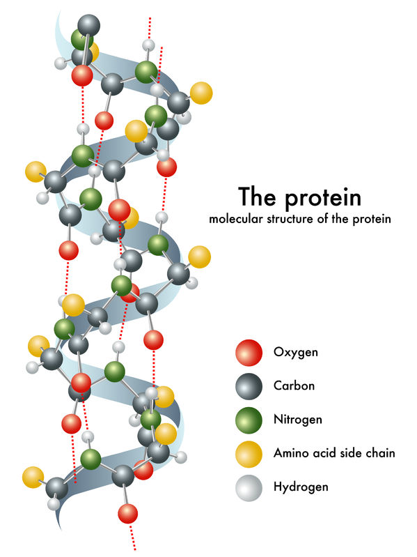 protein molecule high protein low fat foods