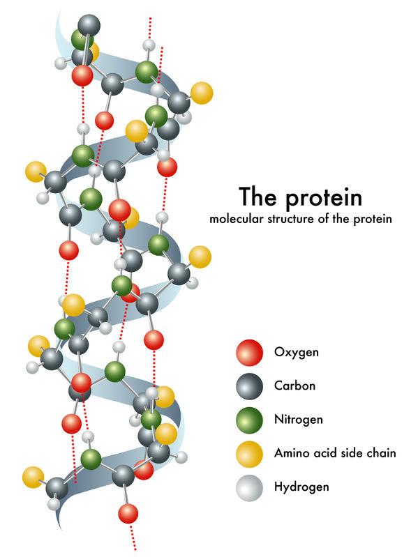 protein molecule best protein powder for building muscle