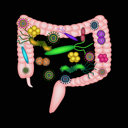 sleep deprivation and gut health