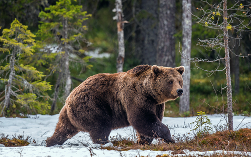 grizzly bear crawl