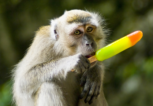 monkey eating Popsicle how to lose weight