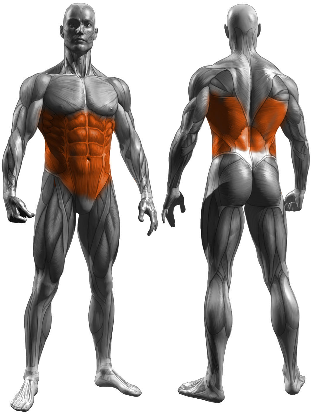 pallof press muscles used