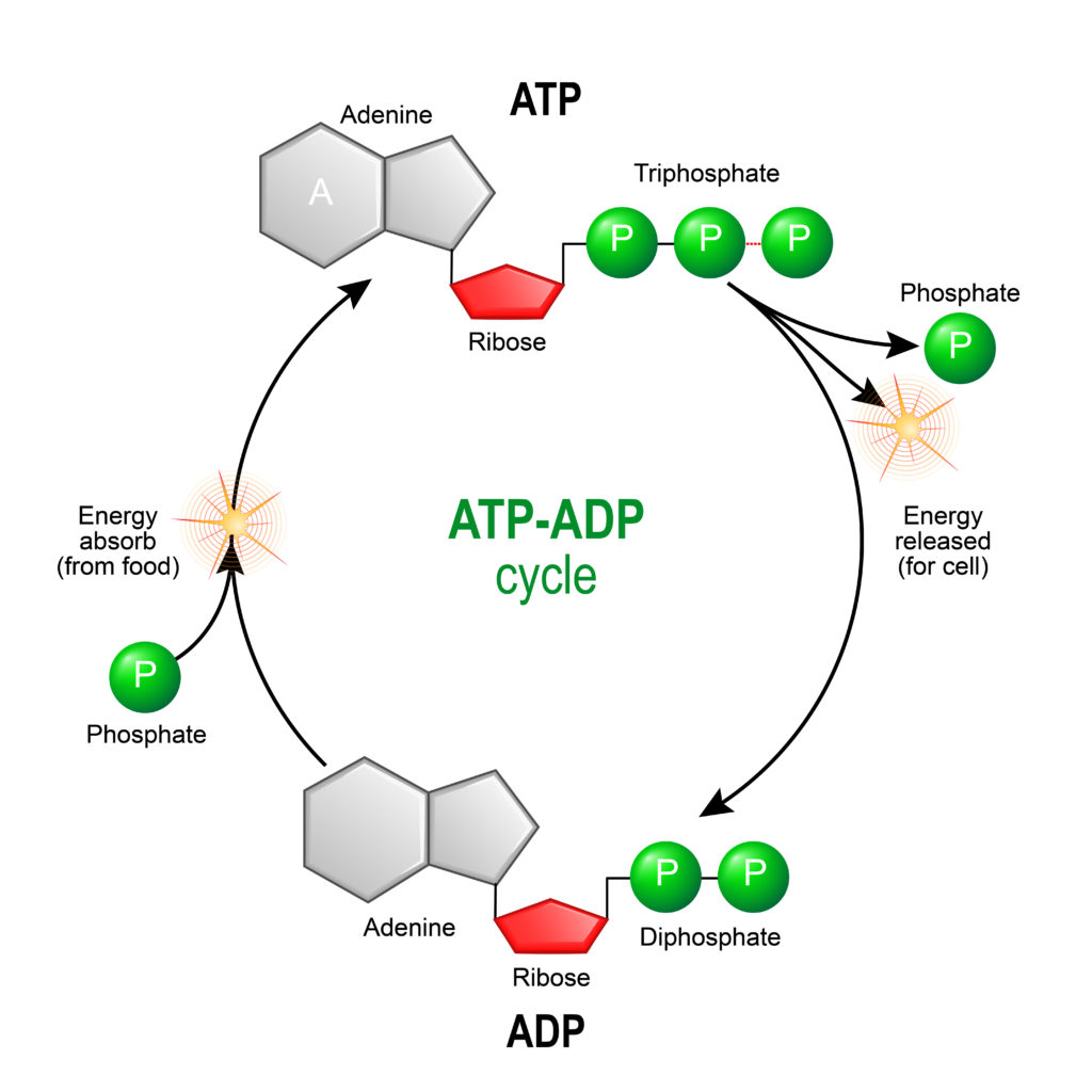 ATP Infographic