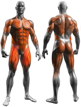 40+ Muscular Build Forearm Human Muscle Strength Stock