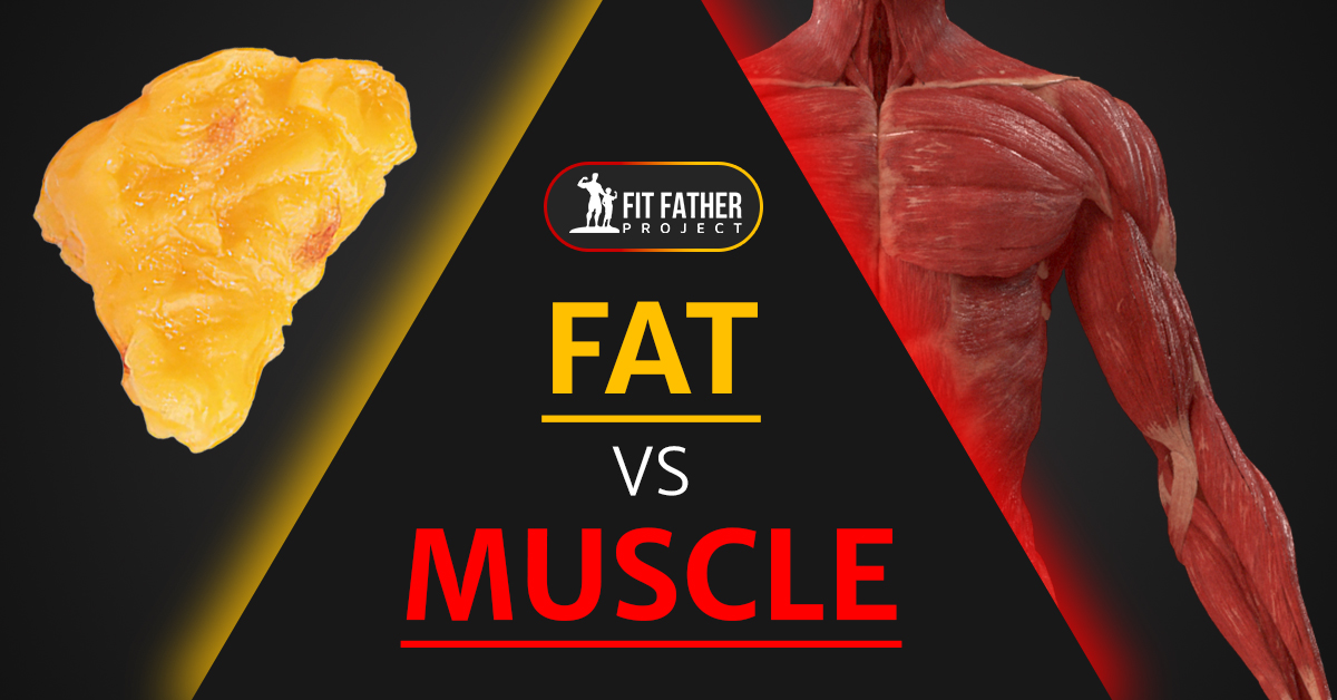 fat vs muscle