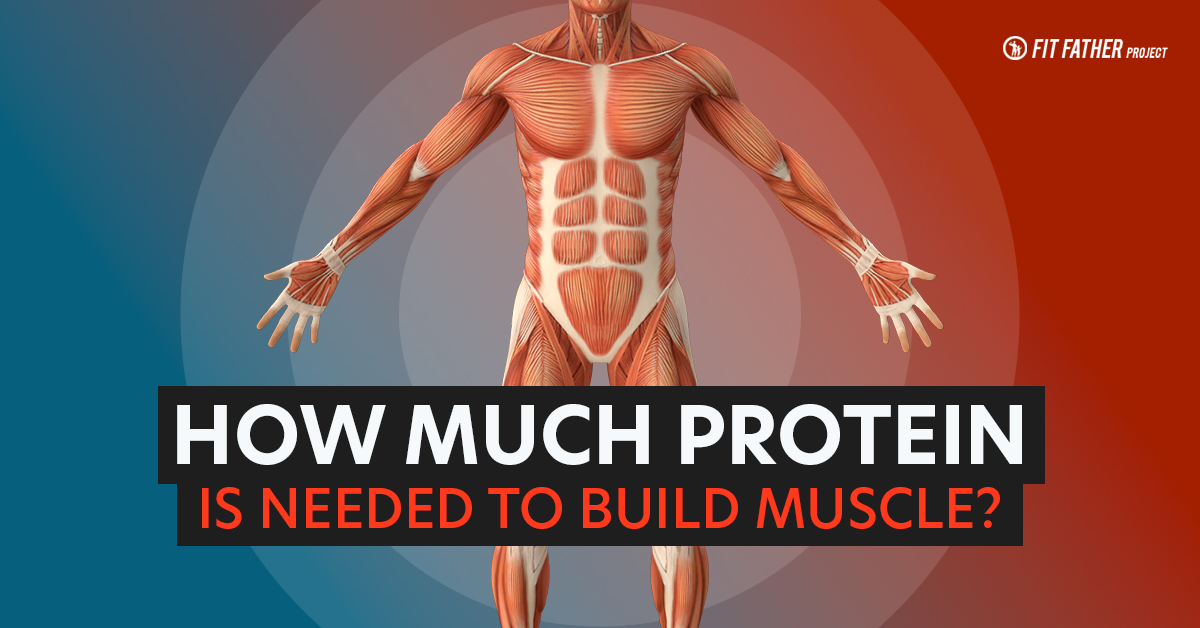 how much protein to build muscle